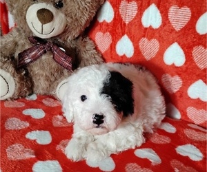 Cockapoo (Miniature) Puppy for sale in FITZGERALD, GA, USA