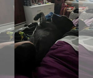 Rocky - Male Boxer-Brittany Mix Dog for Adoption - Photo #3