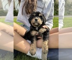 Small #11 Aussiedoodle