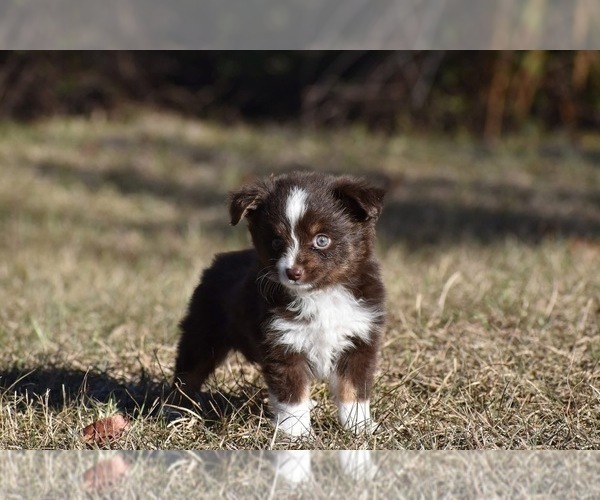 Medium Photo #2 Miniature American Shepherd Puppy For Sale in PALM COAST, FL, USA
