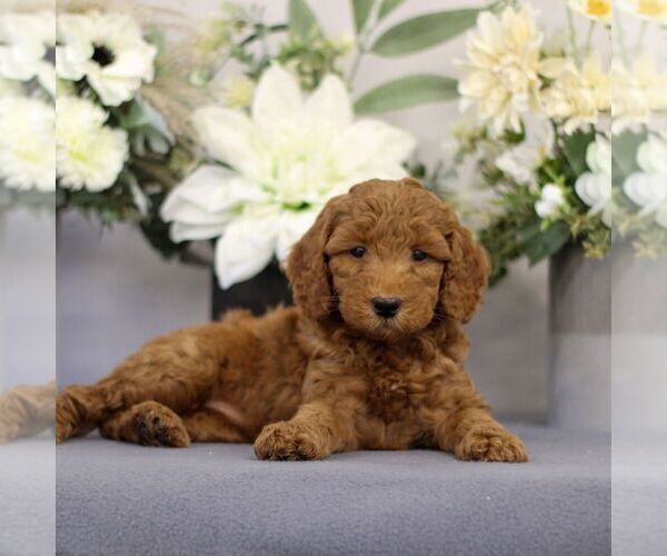 Medium Photo #2 Goldendoodle (Miniature) Puppy For Sale in EAST EARL, PA, USA