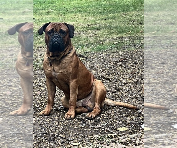 Medium Photo #1 Bullmastiff Puppy For Sale in MARYSVILLE, OH, USA