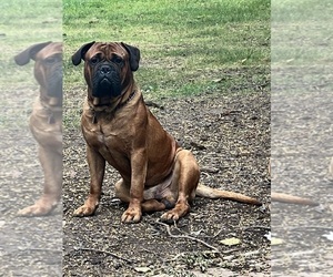 Father of the Bullmastiff puppies born on 01/06/2026