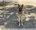 Small #1 German Shepherd Dog