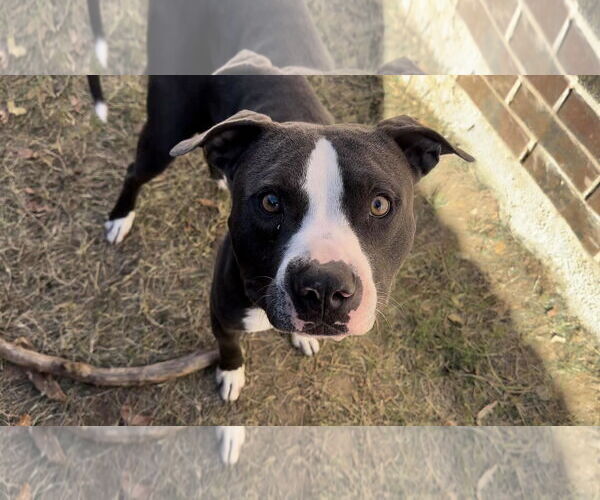Medium Photo #2 American Pit Bull Terrier Puppy For Sale in Denton, TX, USA
