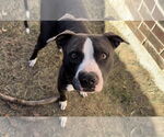 Small #1 American Pit Bull Terrier