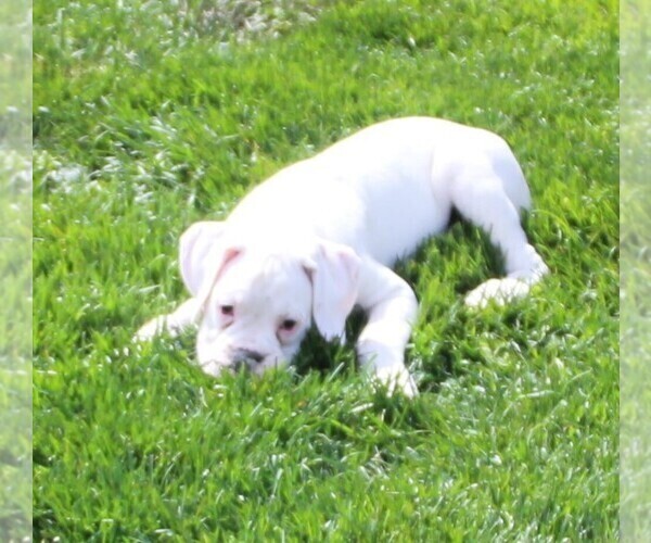 Medium Photo #6 Boxer Puppy For Sale in SHIPSHEWANA, IN, USA