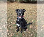 Small #9 Labrador Retriever Mix