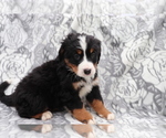 Small Photo #2 Bernese Mountain Dog Puppy For Sale in SHILOH, OH, USA