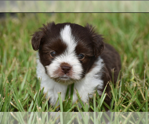 Auss-Tzu Puppy for sale in PALM COAST, FL, USA