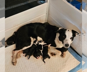 Mother of the Border Collie puppies born on 09/06/2025