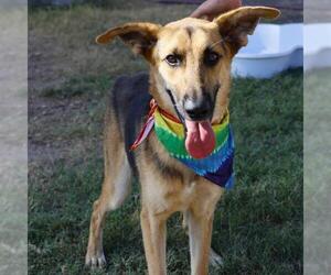 German Shepherd Dog Dogs for adoption in San Antonio, TX, USA