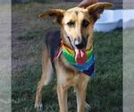 Small German Shepherd Dog