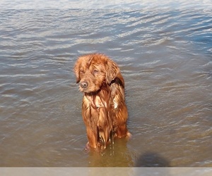 Father of the Golden Retriever puppies born on 05/22/2025