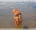 Small Photo #1 Golden Retriever Puppy For Sale in GOSHEN, NH, USA
