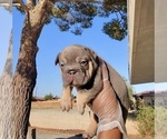 Small #7 French Bulldog