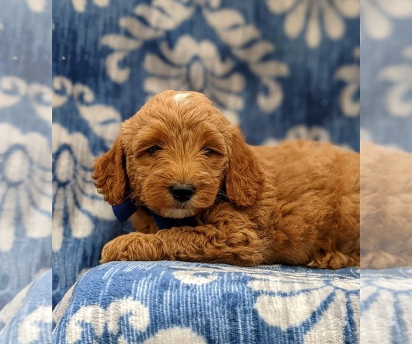 Medium Photo #6 Goldendoodle-Poodle (Miniature) Mix Puppy For Sale in LINCOLN UNIV, PA, USA