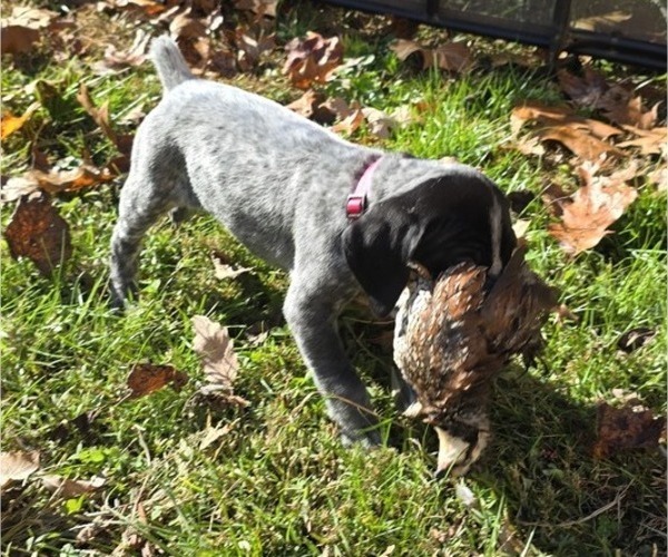 Medium Photo #1 German Shorthaired Pointer Puppy For Sale in GIVEN, WV, USA