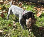 Small German Shorthaired Pointer