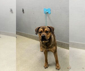 English Mastweiler Dogs for adoption in Las Vegas, NV, USA