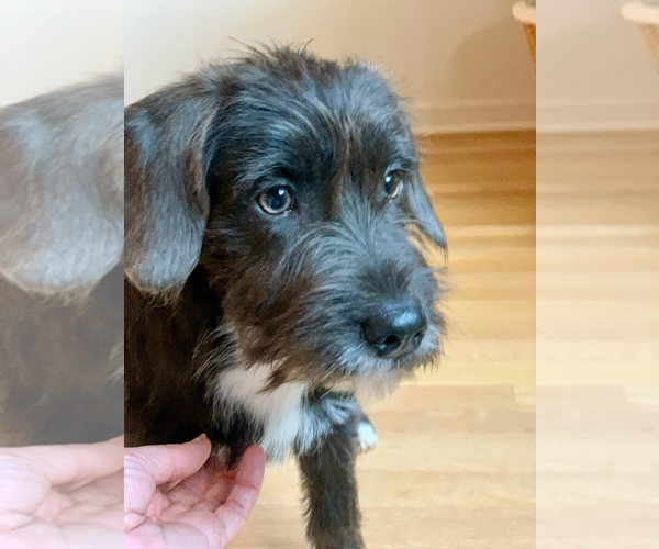 Medium Photo #4 Mutt Puppy For Sale in Wheaton, IL, USA