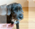 Small #3 Mutt