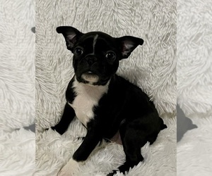 Boston Terrier Puppy for sale in CINCINNATI, OH, USA
