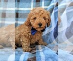 Small Photo #1 Cavachon-Poodle (Miniature) Mix Puppy For Sale in LANCASTER, PA, USA