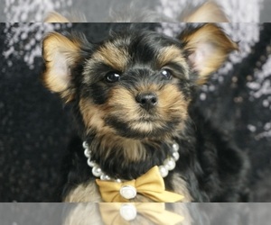 Yorkshire Terrier Puppy for sale in WARSAW, IN, USA