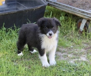 Medium Australian Shepherd