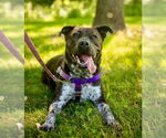 Small American Staffordshire Terrier Mix