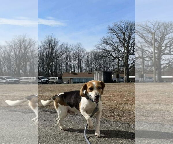 Medium Photo #6 Mutt Puppy For Sale in Rustburg, VA, USA