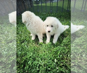 Great Pyrenees Puppy for Sale in WEST ALEXANDRIA, Ohio USA