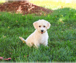 Image preview for Ad Listing. Nickname: Digger