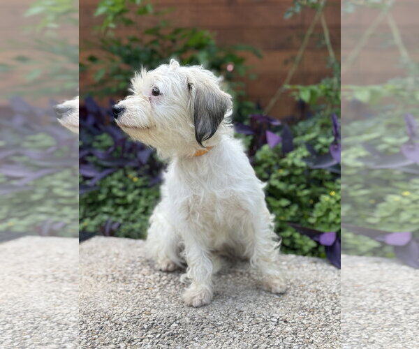 Medium Photo #8 Mutt Puppy For Sale in PIPE CREEK, TX, USA