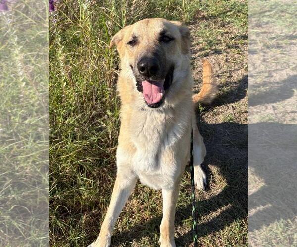 Medium Photo #3 Anatolian Shepherd-Unknown Mix Puppy For Sale in Rockwall, TX, USA