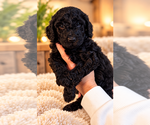 Litter of 9 - Male(s) and Female(s) Double DoodleLitter of Puppies for Sale - Photo #5