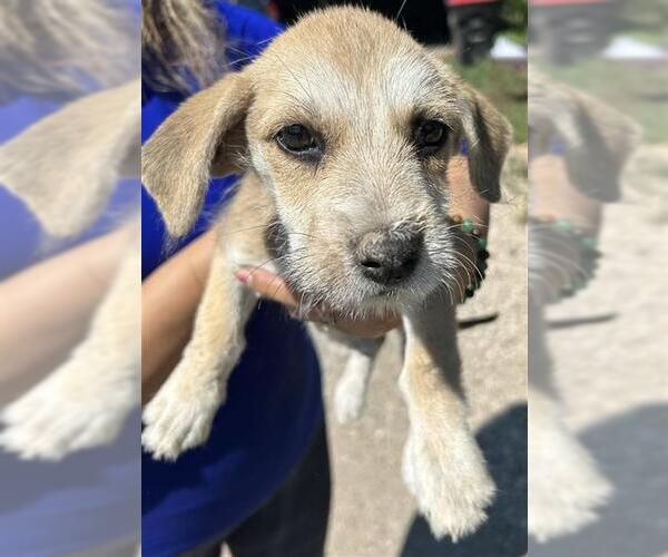 Medium Photo #1 Miniature Schnauzer-Unknown Mix Puppy For Sale in Houston, TX, USA