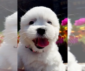 Shih Tzu Litter for sale in CHESAPEAKE, VA, USA
