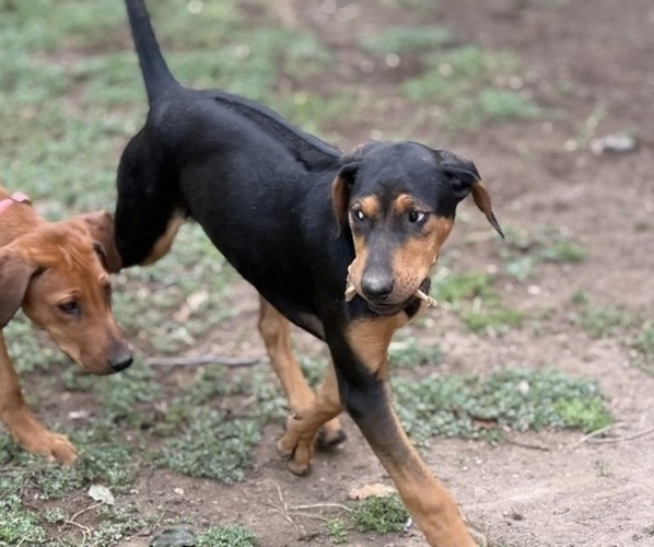 Medium Photo #1 Labrador Retriever-Rhodesian Ridgeback Mix Puppy For Sale in FRESNO, CA, USA