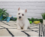 Small #6 West Highland White Terrier