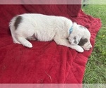 Small Photo #39 Borador Puppy For Sale in MARION, VA, USA
