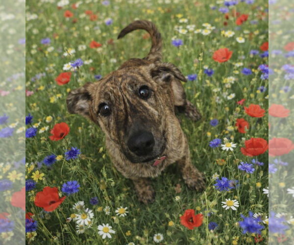 Medium Photo #1 German Shepherd Dog-Plott Hound Mix Puppy For Sale in Cary, NC, USA