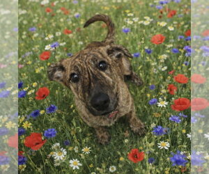 German Shepherd Dog-Plott Hound Mix Dogs for adoption in Cary, NC, USA