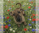Small German Shepherd Dog-Plott Hound Mix