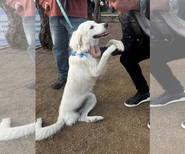 Medium Photo #3 Great Pyrenees Puppy For Sale in Dallas, TX, USA