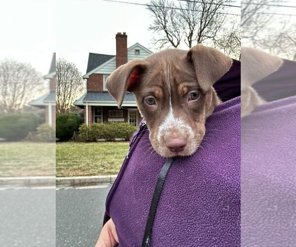 Medium Photo #4 Labrador Retriever-Unknown Mix Puppy For Sale in Silver Spring, MD, USA