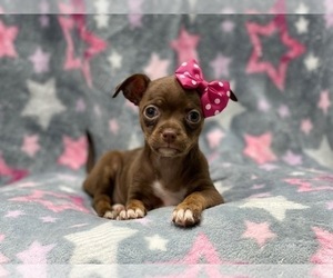 Chihuahua Puppy for sale in LAKELAND, FL, USA