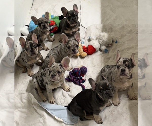 Medium Photo #1 French Bulldog Puppy For Sale in LAKE WALES, FL, USA