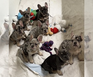 French Bulldog Litter for sale in LAKE WALES, FL, USA